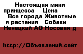 Настоящая мини принцесса  › Цена ­ 25 000 - Все города Животные и растения » Собаки   . Ненецкий АО,Носовая д.